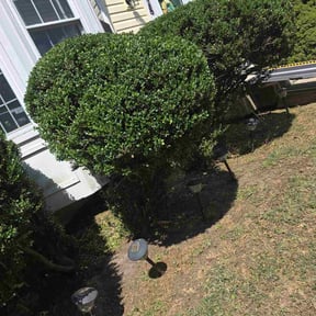 Bush Trimming by Ryan Roberts reviewed on November 25, 2025