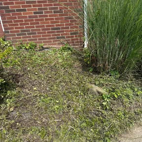 Bush Trimming by Matt’s  landscaping reviewed on November 8, 2025