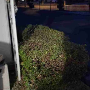 Bush Trimming by Thomas Fador reviewed on February 19, 2026