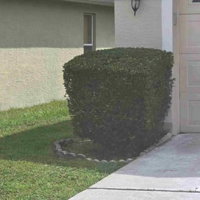 Bush Trimming by Felo Pride lawn services reviewed on October 24, 2025