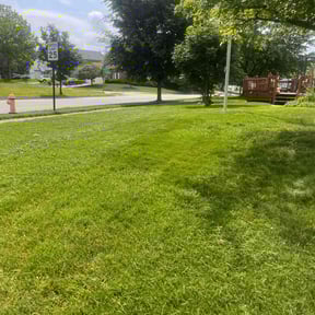 yard care by Verde Lawn and Property Management reviewed on August 16, 2025