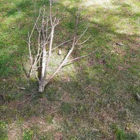 Bush Trimming by Gnomes Yardscaping reviewed on August 19, 2025