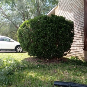 Bush Trimming by Delgado Landscaping LLC reviewed on August 20, 2025