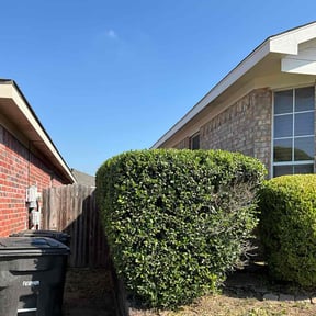 Bush Trimming by DMX Lawn &amp; Landscape reviewed on November 20, 2025