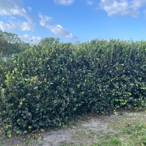 Bush Trimming by Anytime Lawn service reviewed on August 18, 2025