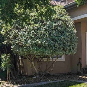 Bush Trimming by Land recovery solutions reviewed on August 20, 2025