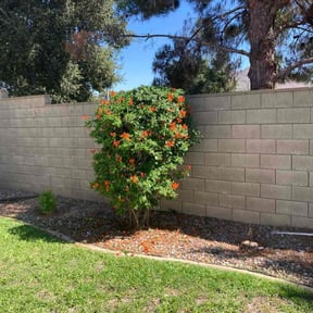 Bush Trimming by Grateful Green Lawn Care reviewed on November 23, 2025