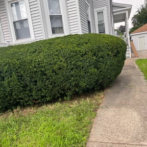 Bush Trimming by Hoosier Heroes reviewed on August 18, 2025