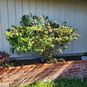 Bush Trimming by Lawn Texh Pros LLC reviewed on February 5, 2026