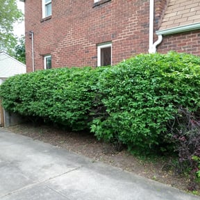 Bush Trimming by Frady&#039;s Lawncare and Handyman Services reviewed on August 20, 2025