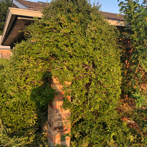 Bush Trimming by Lawn Gurus reviewed on August 20, 2025