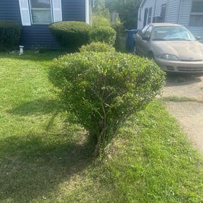 Bush Trimming by All Phase Property Management LLC reviewed on October 21, 2025