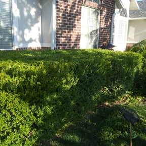 Bush Trimming by Ultimate Landscape Contractor reviewed on August 15, 2025
