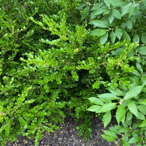 Bush Trimming by K n R Hauling and Tree Care reviewed on August 16, 2025