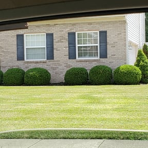 Bush Trimming by Central TX Services reviewed on August 21, 2025