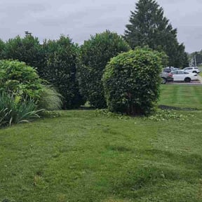Bush Trimming by Measured Improvements LLC reviewed on August 20, 2025
