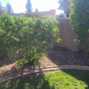 Bush Trimming by David Rodriguez reviewed on August 19, 2025