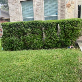 Bush Trimming by Shawn Schatzabel reviewed on August 18, 2025