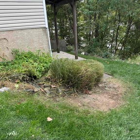 Bush Trimming by Spinelli Scenery Solutions LLC. reviewed on November 23, 2025