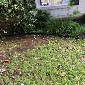 Bush Trimming by Solo Lawns reviewed on August 20, 2025
