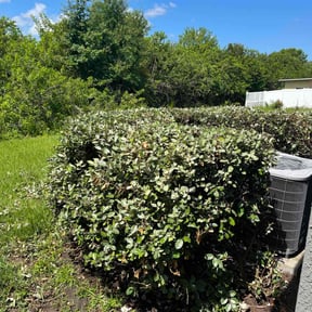 Bush Trimming by Bearforce Lawn Care reviewed on August 19, 2025