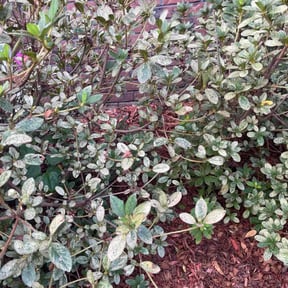 Flower Bed Weeding by Cervantes Lawn Care reviewed on October 20, 2025