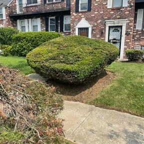 Bush Trimming by Oscar Lawncare Services LLC reviewed on August 20, 2025