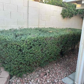 Bush Trimming by Grass gang reviewed on October 19, 2025