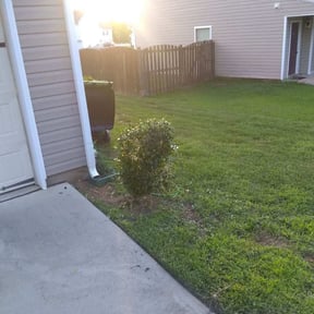 Bush Trimming by Sabal Palm Lawn Services reviewed on August 18, 2025