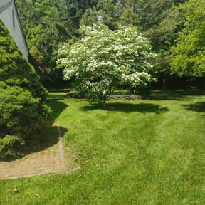 landscaping by Bros lawn care 2 reviewed on August 18, 2025
