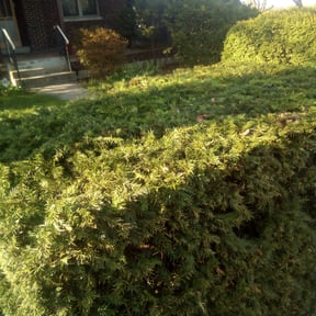 Bush Trimming by River City Lawn Service reviewed on August 15, 2025