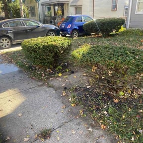 Bush Trimming by Lillard's Lawn care reviewed on October 20, 2025