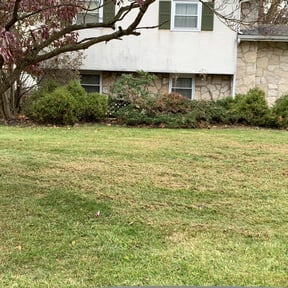 Leaf Removal by TG Lawn Services reviewed on August 19, 2025