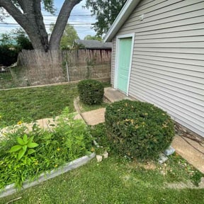 Bush Trimming by Gtpi lawn Care reviewed on August 16, 2025