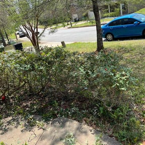 Bush Trimming by Noel landscaping reviewed on August 21, 2025