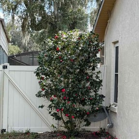 Bush Trimming by I Love Mowing reviewed on December 29, 2025