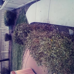Bush Trimming by Dorsey's Property Maintenance reviewed on August 18, 2025