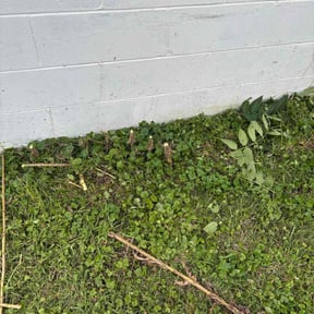 Bush Trimming by Positive Entergy reviewed on October 23, 2025