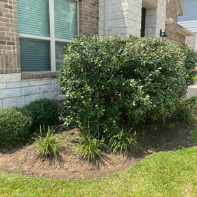 Bush Trimming by Lewis Lawn Service reviewed on November 21, 2025