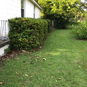 Bush Trimming by Los Compladres Lawn Service reviewed on August 18, 2025