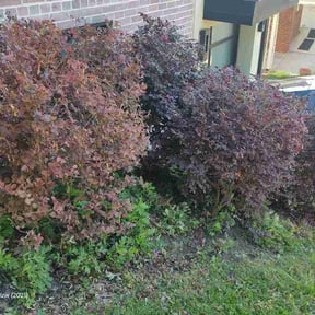 Bush Trimming by Kansas pro lawn care llc reviewed on May 1, 2026
