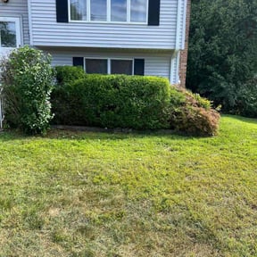 Bush Trimming by Creative landscaping reviewed on November 15, 2021