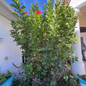 Bush Trimming by Josh’s lawn care reviewed on October 18, 2025