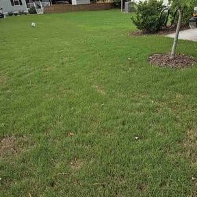 turf care by S line professional land scaping reviewed on May 15, 2024