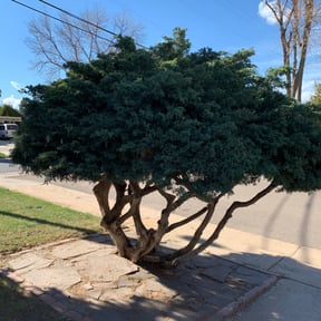 Bush Trimming by Jeri Cleaning Services reviewed on August 19, 2025