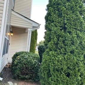 Bush Trimming by Big 3 Lawns and Landscaping reviewed on October 18, 2025