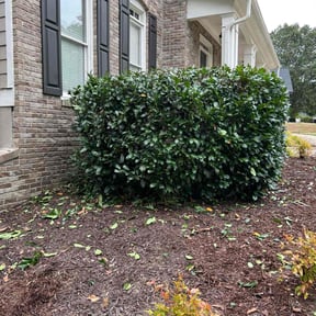 Bush Trimming by K & S Lawn Care reviewed on August 18, 2025