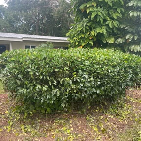 Bush Trimming by R J Lawn Care reviewed on August 18, 2025