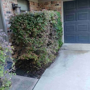 Bush Trimming by Green landscaping LLc reviewed on November 24, 2025