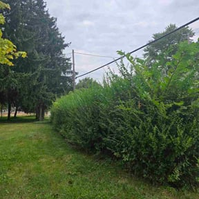 Bush Trimming by 618&#039;S Snappin Out Lawn Care reviewed on November 7, 2025